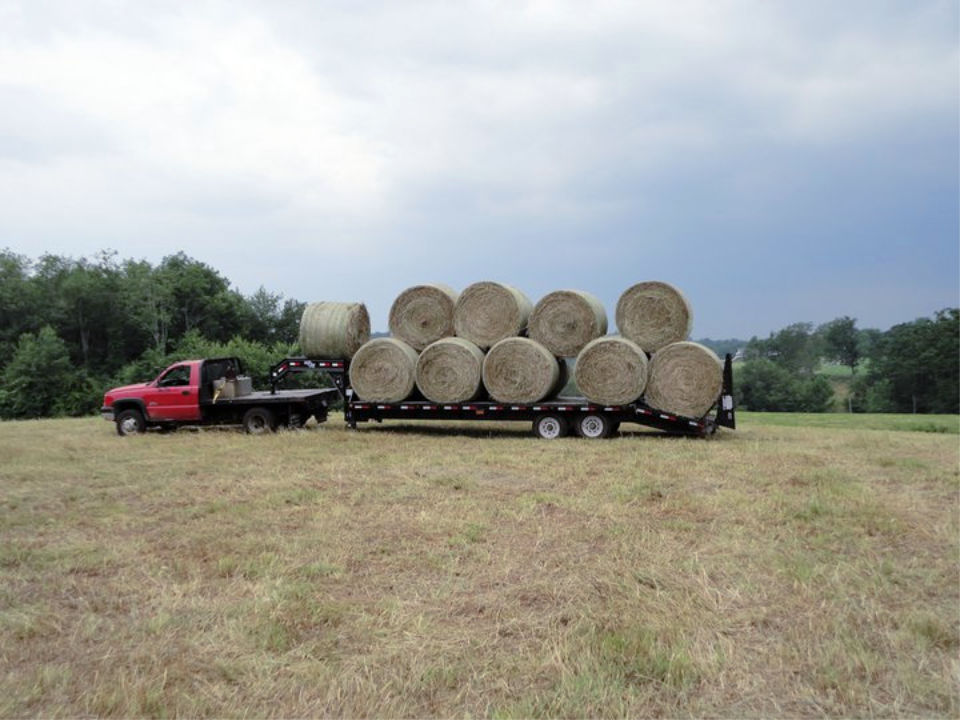 Hay bales for sale