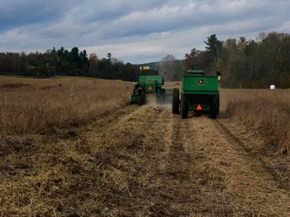 Locally-grown non-GMO grains