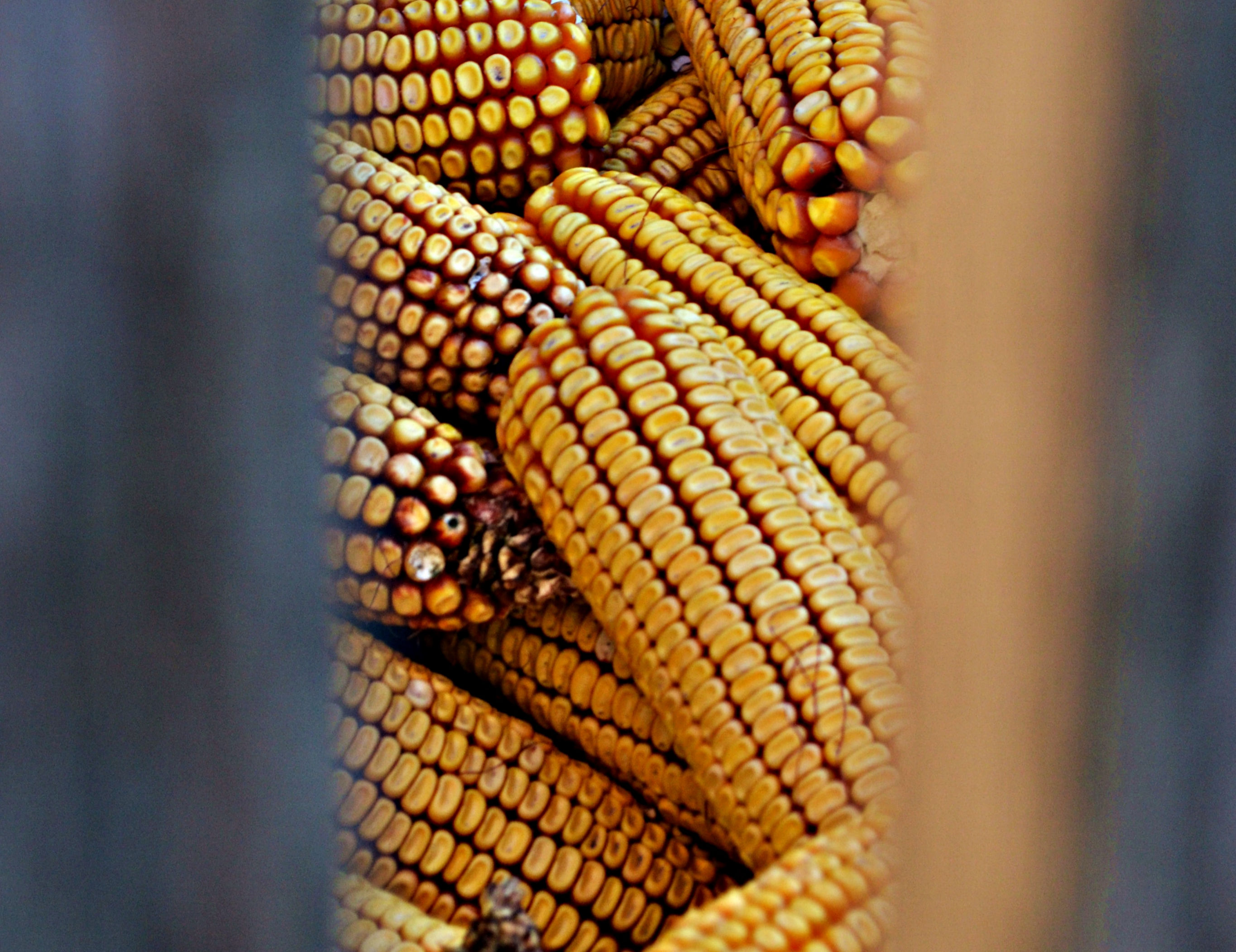 Bulk whole corn for sale, Bulk livestock grain for sale