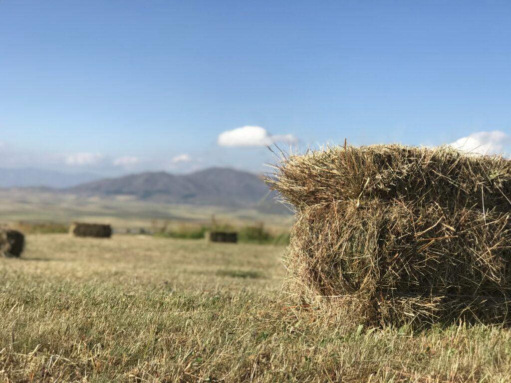 Horse hay for sale