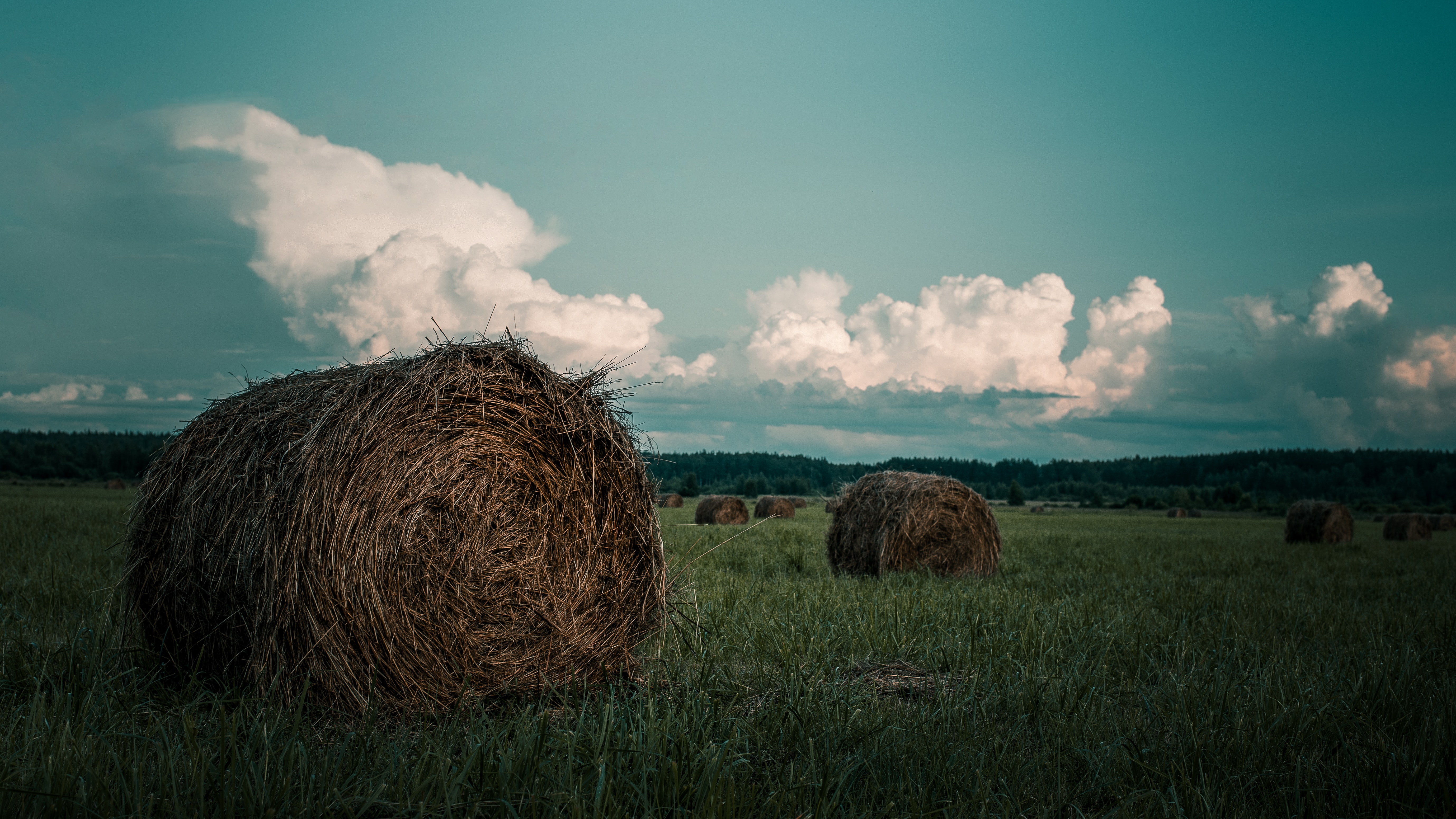 Cow hay for sale