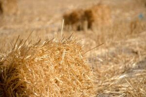 Straw bales for sale