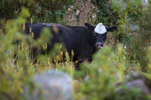 pastured beef, pasture-raised beef