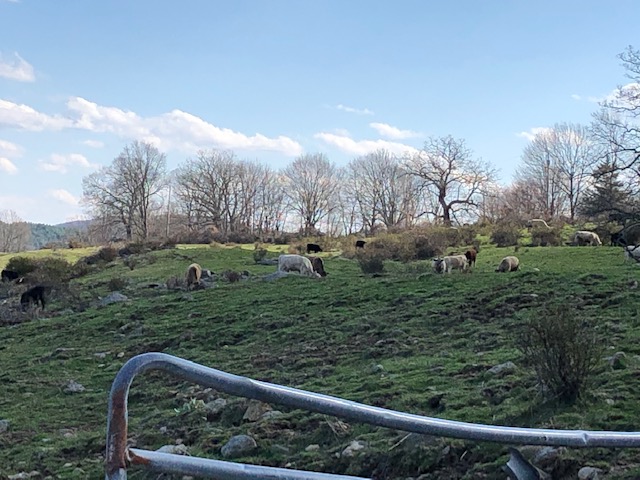 Beef herd grazing in the pasture. This is the "grass-fed" part of our feed program!