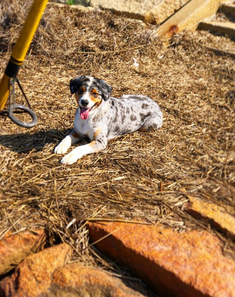 Ted the Clover Hill Farm farm dog!