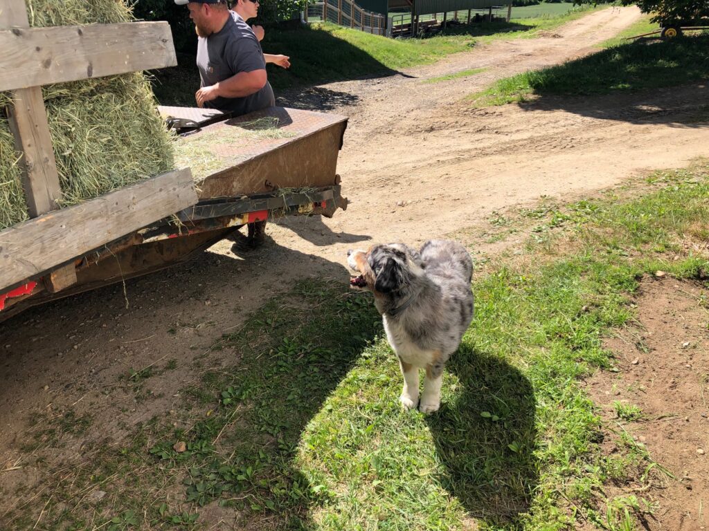 Ted the Clover HIll Farm Dog