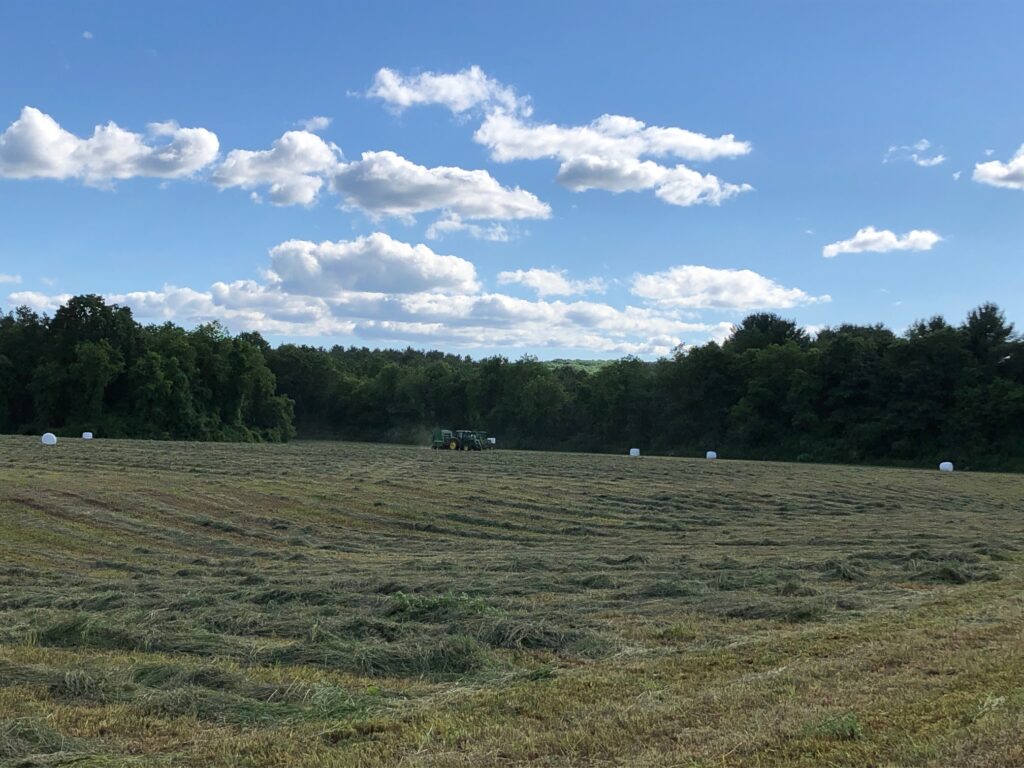 mowed hay, hay for sale