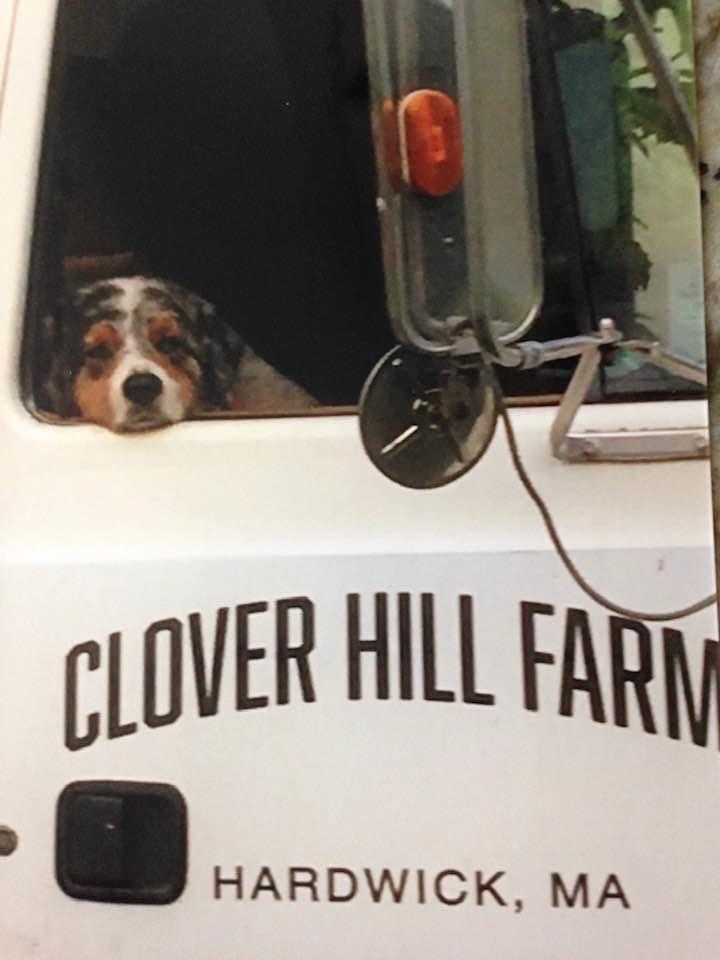 Ted the Clover Hill Farm Dog