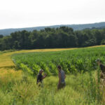 Clover Hill Farm Hardwick, MA