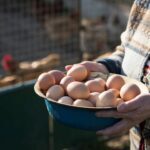 Cage-free local eggs, gmo-free poultry